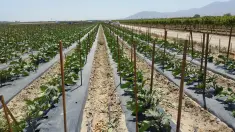 1 x 1 x 4 Norminal landscaper stakes being used in a commerical nursery application